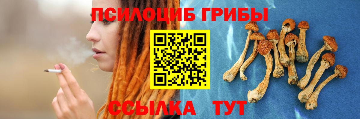 Псилоцибиновые грибы мицелий Георгиевск